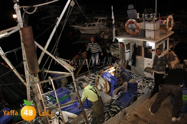 fishes in jaffa 0107 (6).JPG